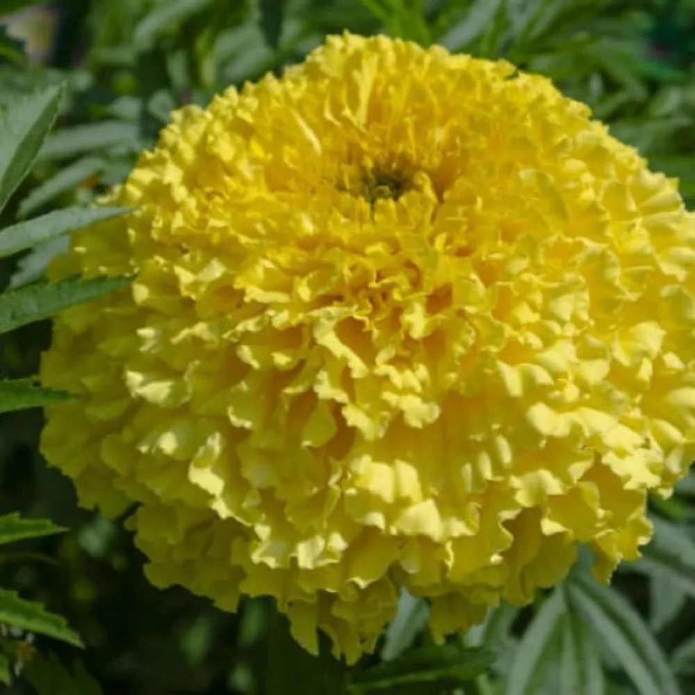 Afrikansk tagetes 'Fantastic Golden Yellow'