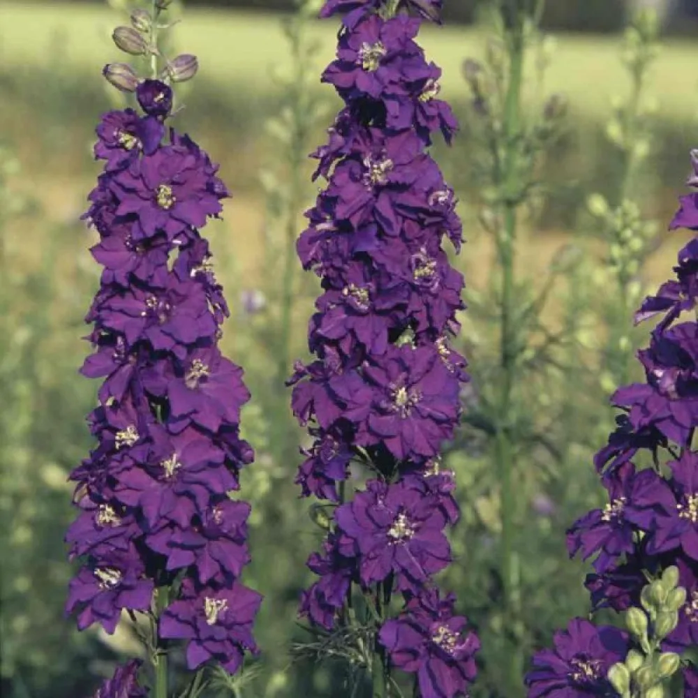 Sommarriddarsporre 'Blue Spire' – mörkblå