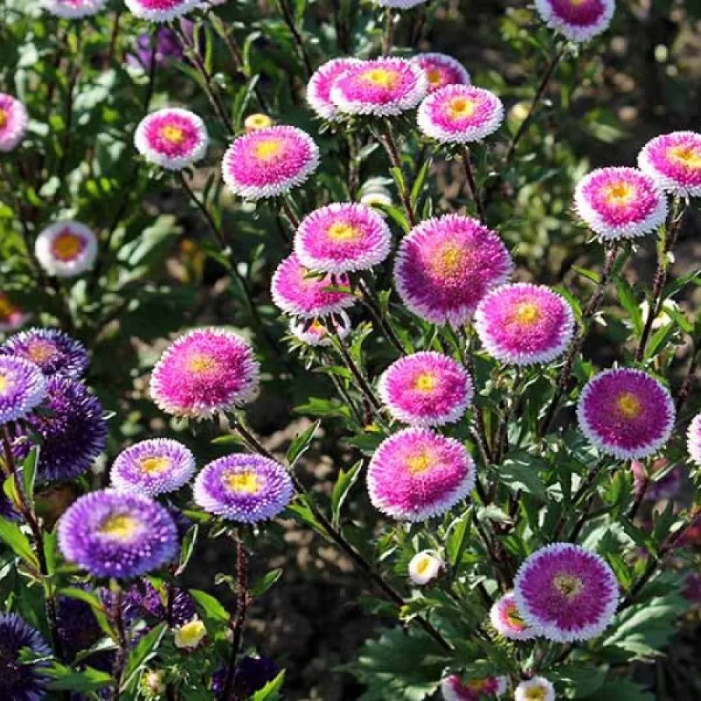 Sommaraster – snittblomsmix