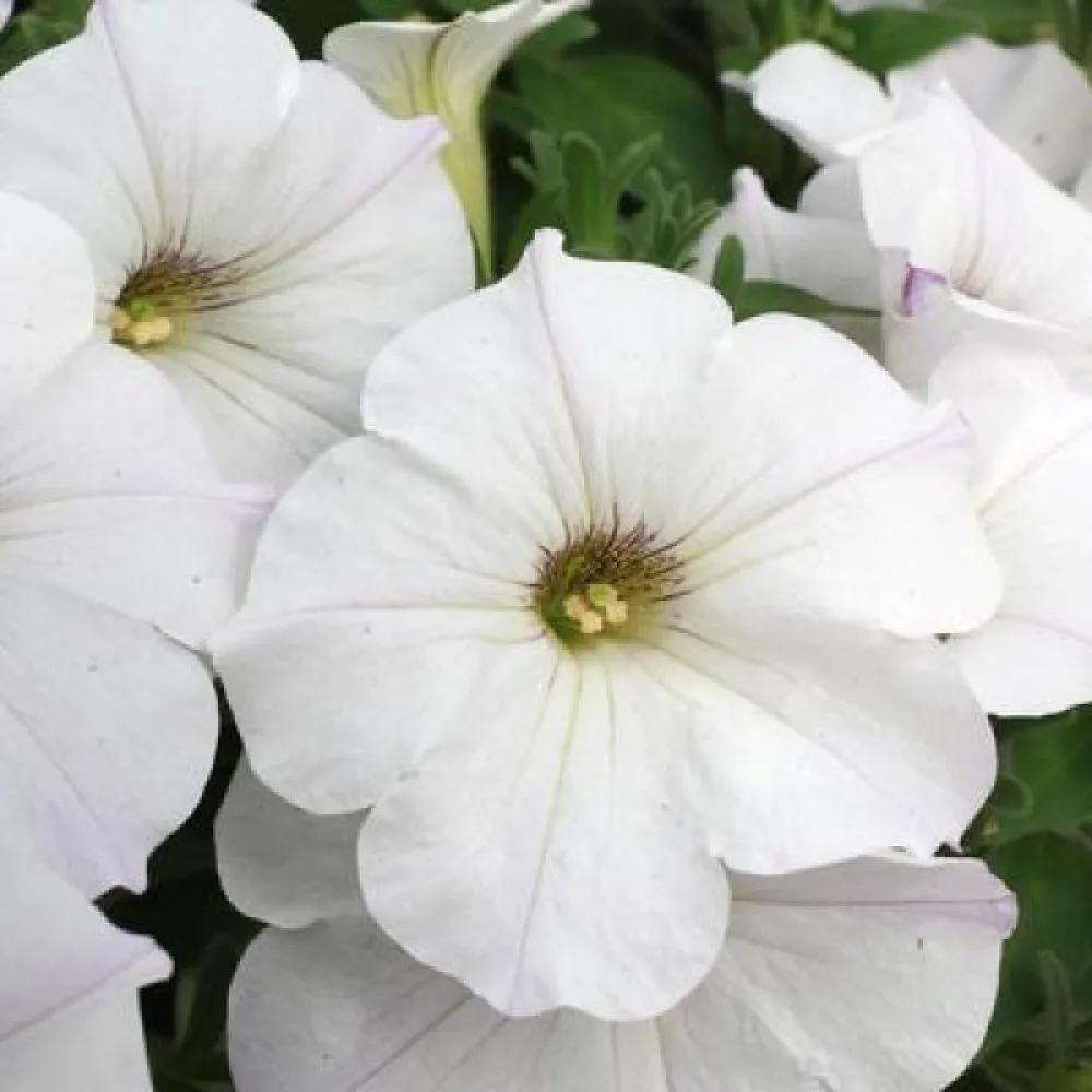Petunia 'Snowball'