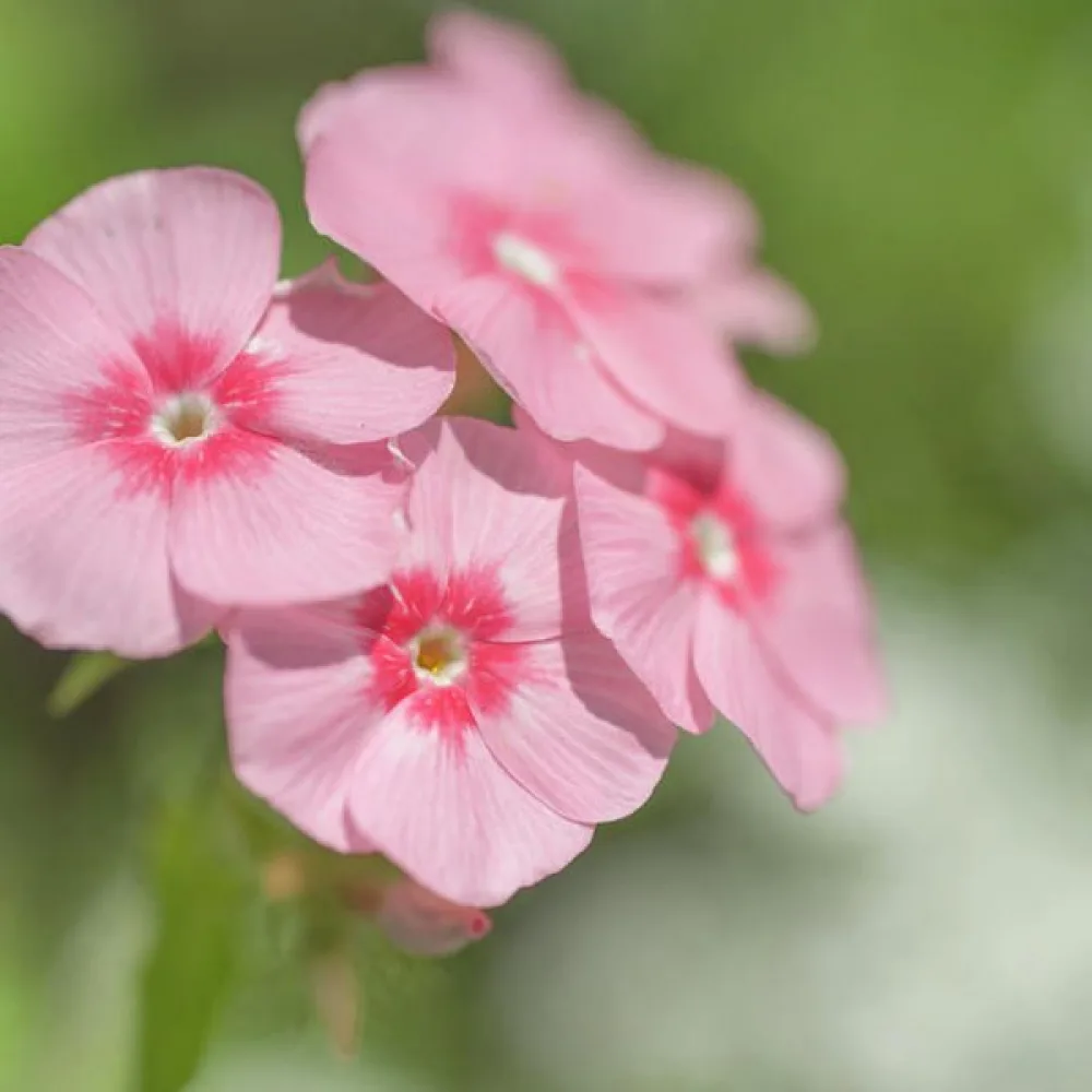 Sommarflox 'Beauty Salmon'
