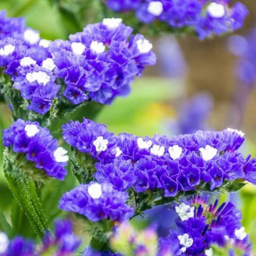 Praktrisp Limonium sinuatum – djupblå
