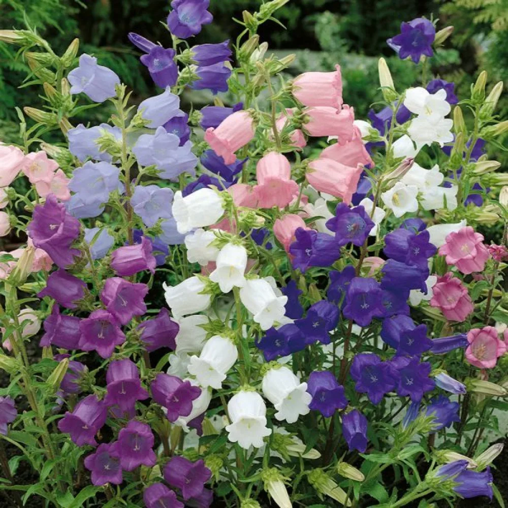 Mariaklocka Campanula medium, fylld, mix