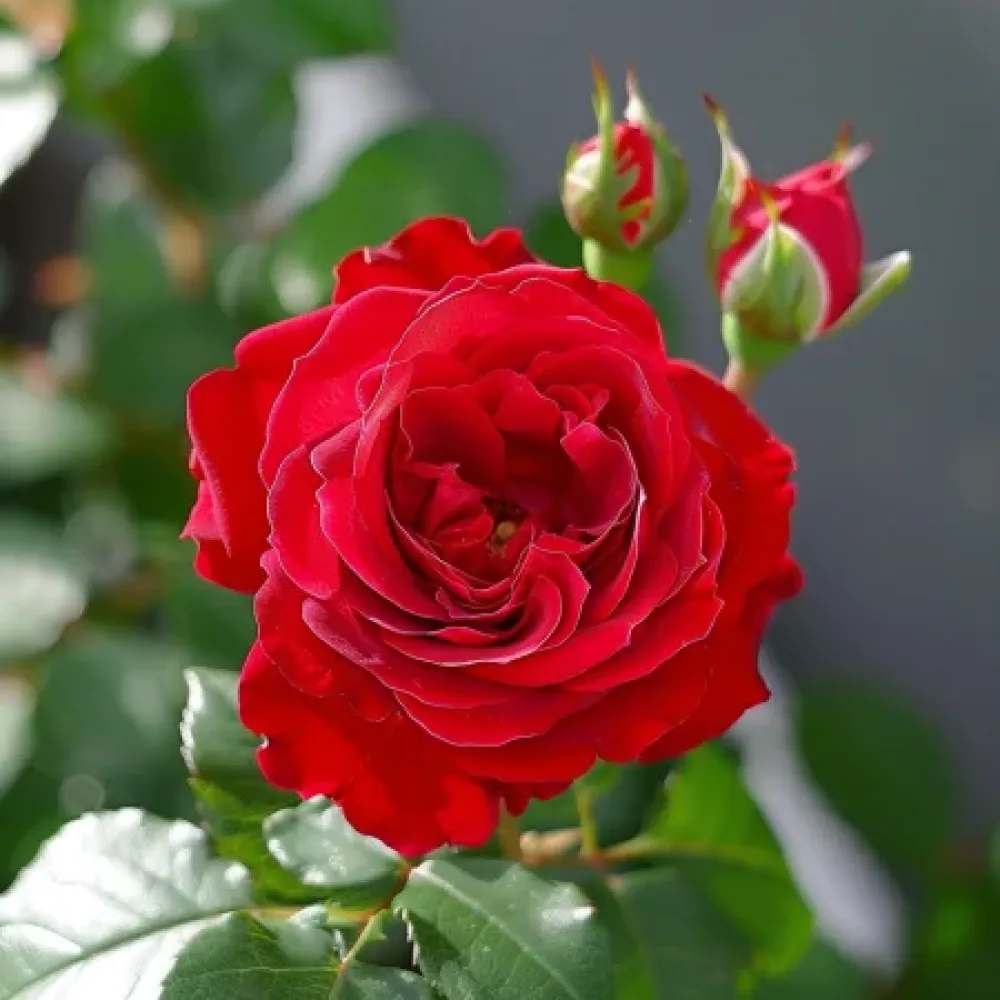 Ros 'Red Radiance' – barrotad
