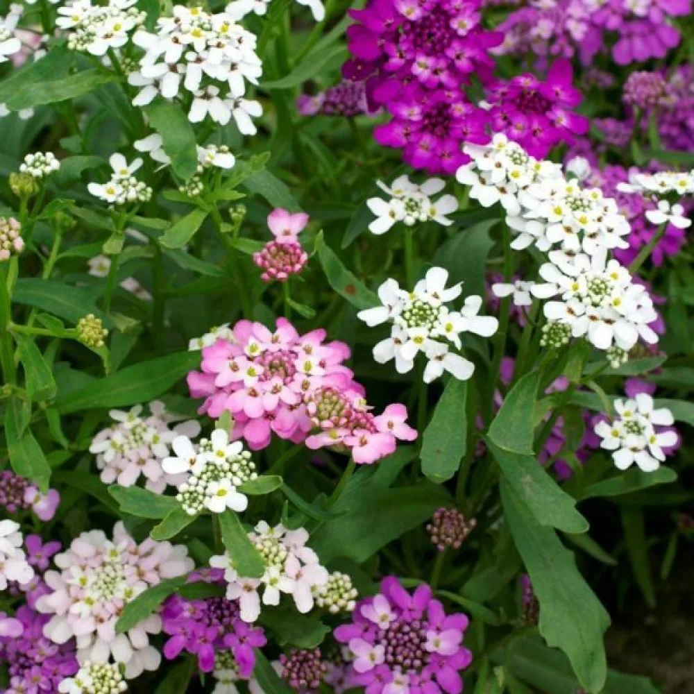 Iberis 'Fairy Bouquet' – mix