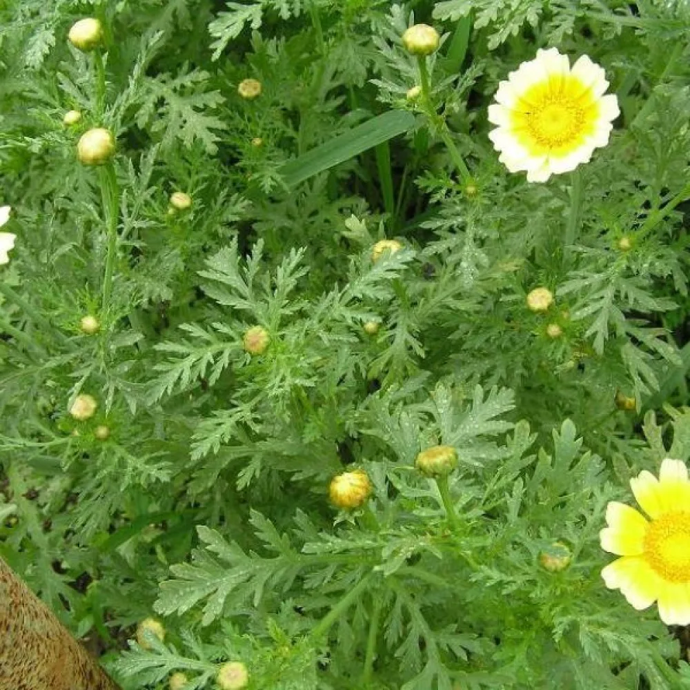 Kronkrage Chrysanthemum coronarium