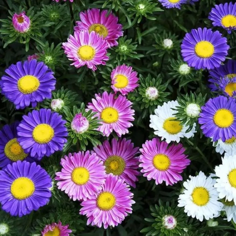 Sommaraster 'Madeleine' – mix