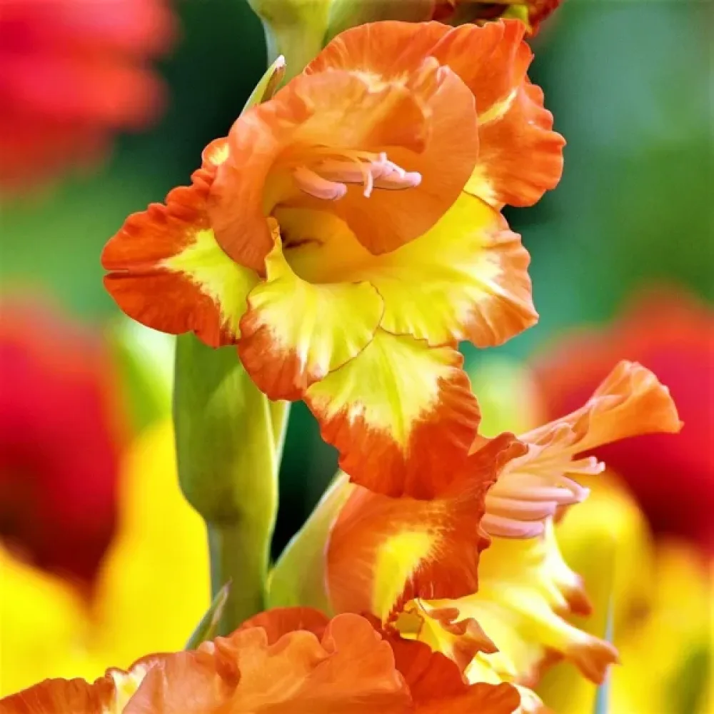 Gladiolus 'Las Vegas'
