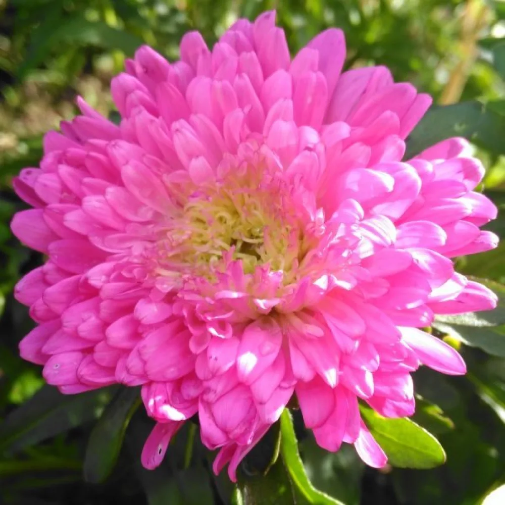 Sommaraster 'Queen of the Market Ostrich Plume'