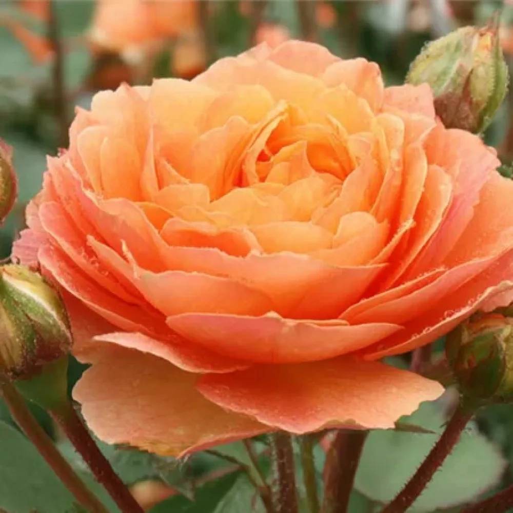 Ros 'Light Whirlwind' – barrotad