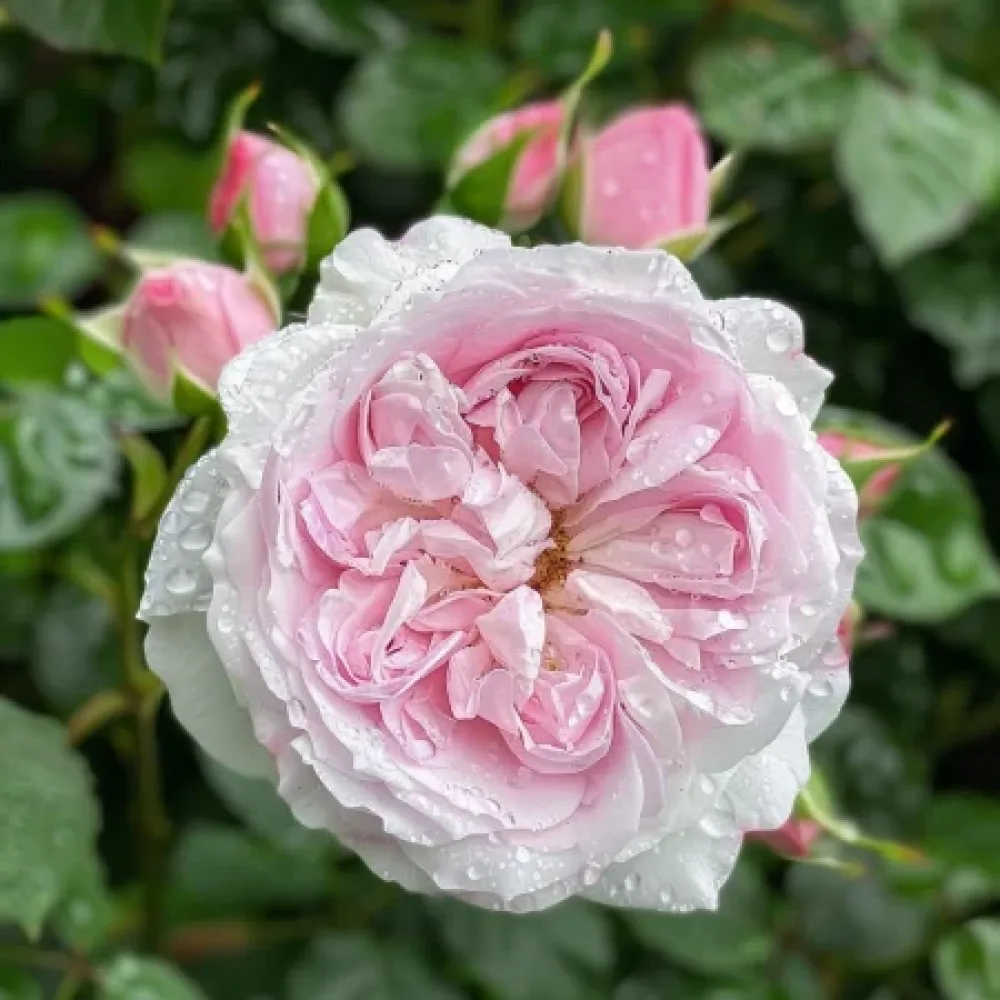 Ros 'Silver Pink Glow'