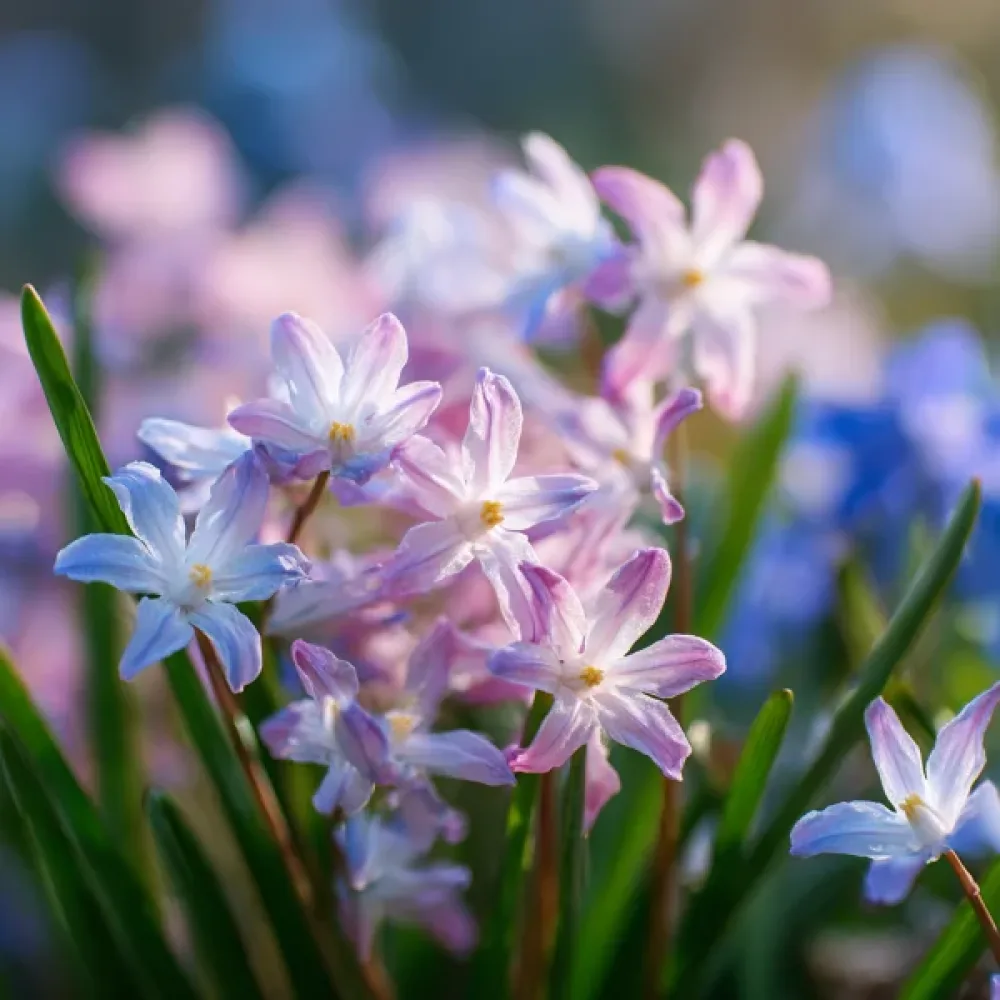 Vårstjärna 'Rosea'