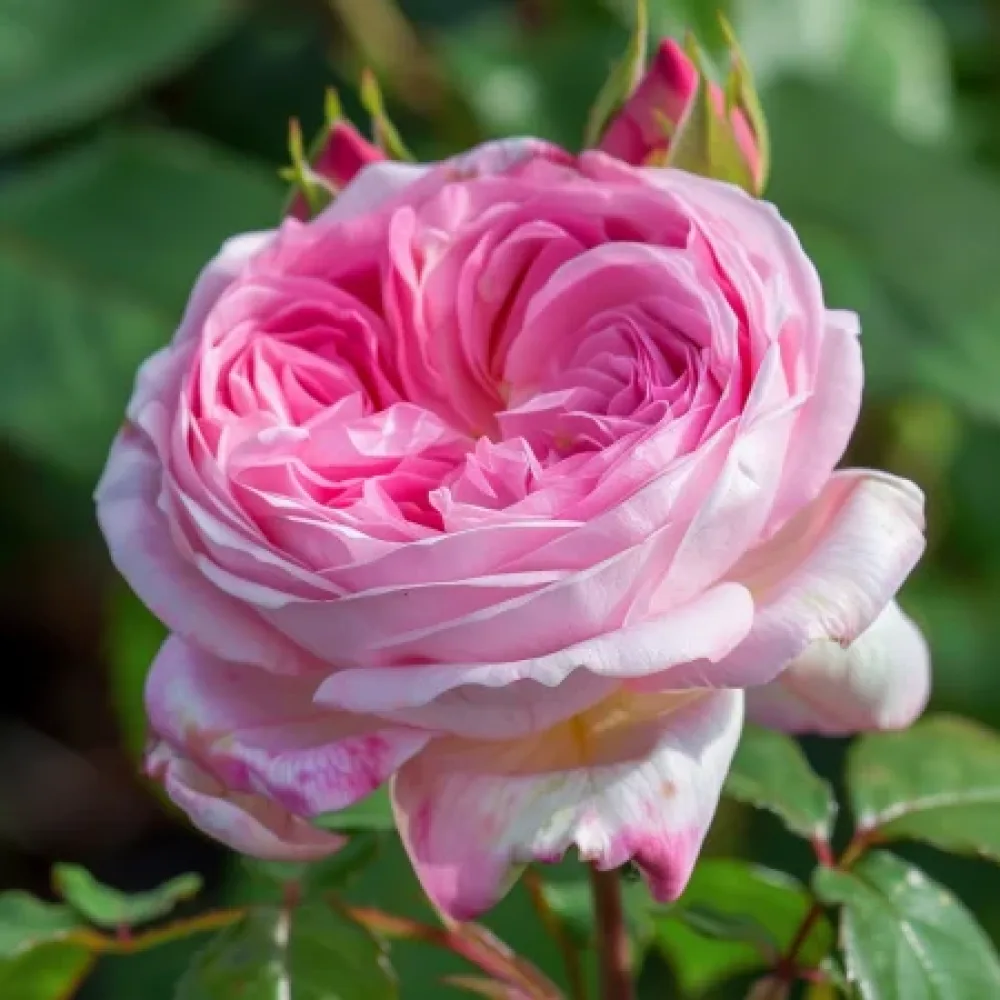 Ros 'Pink Sentinel' – barrotad