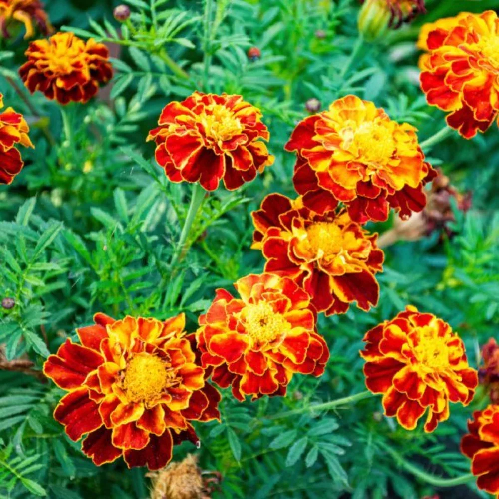 Fransk tagetes 'Nema TP'