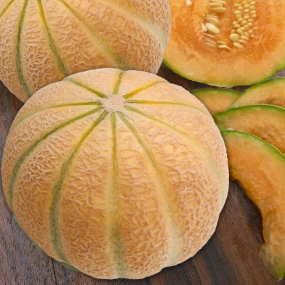 Melon 'Malaga' F1
