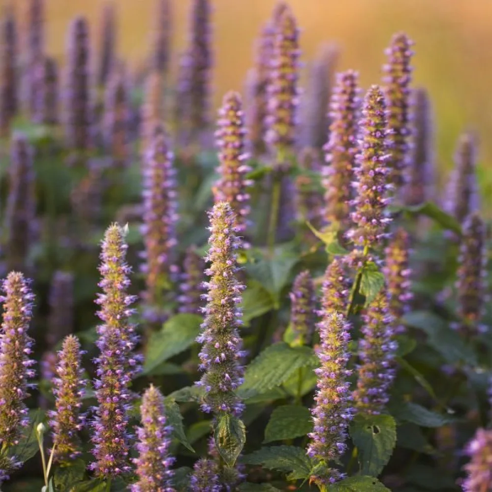 Anisisop Agastache foeniculum