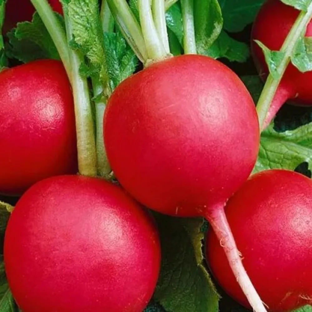 Rädisa 'Riesen von Aspern'