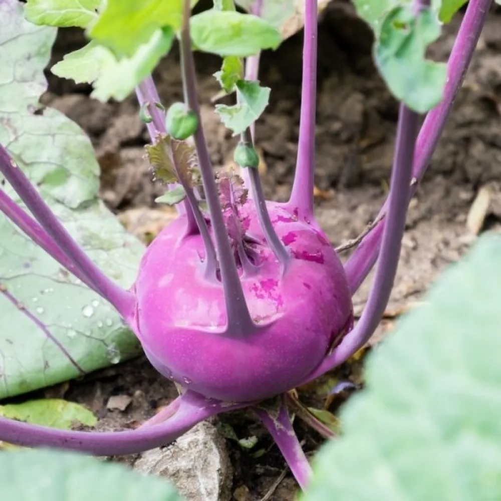 Kålrabbi 'Purple Vienna'
