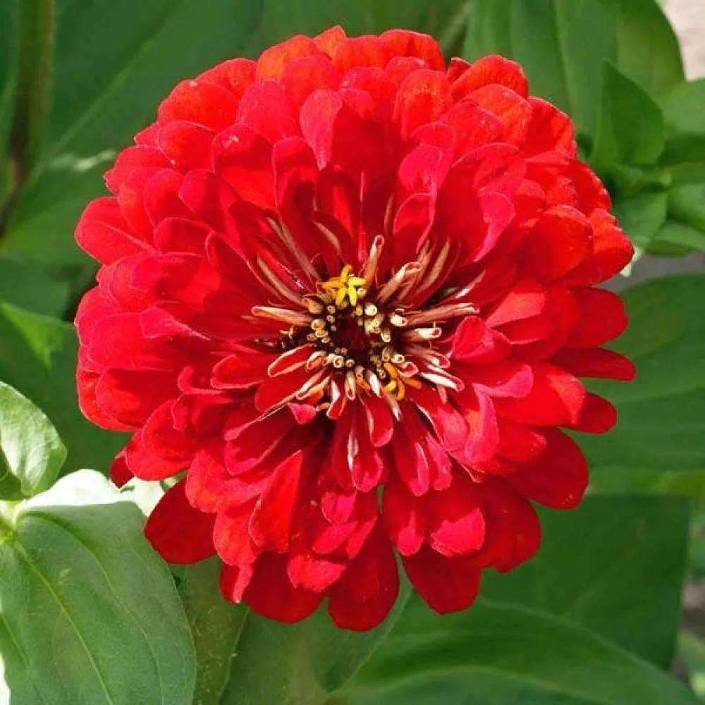 Zinnia 'Cherry Queen'