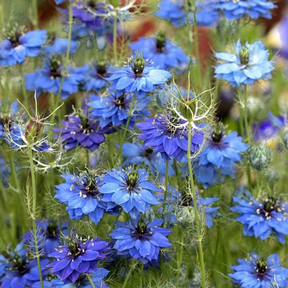 Jungfrun i det gröna 'Miss Jekyll Indigo Blue'