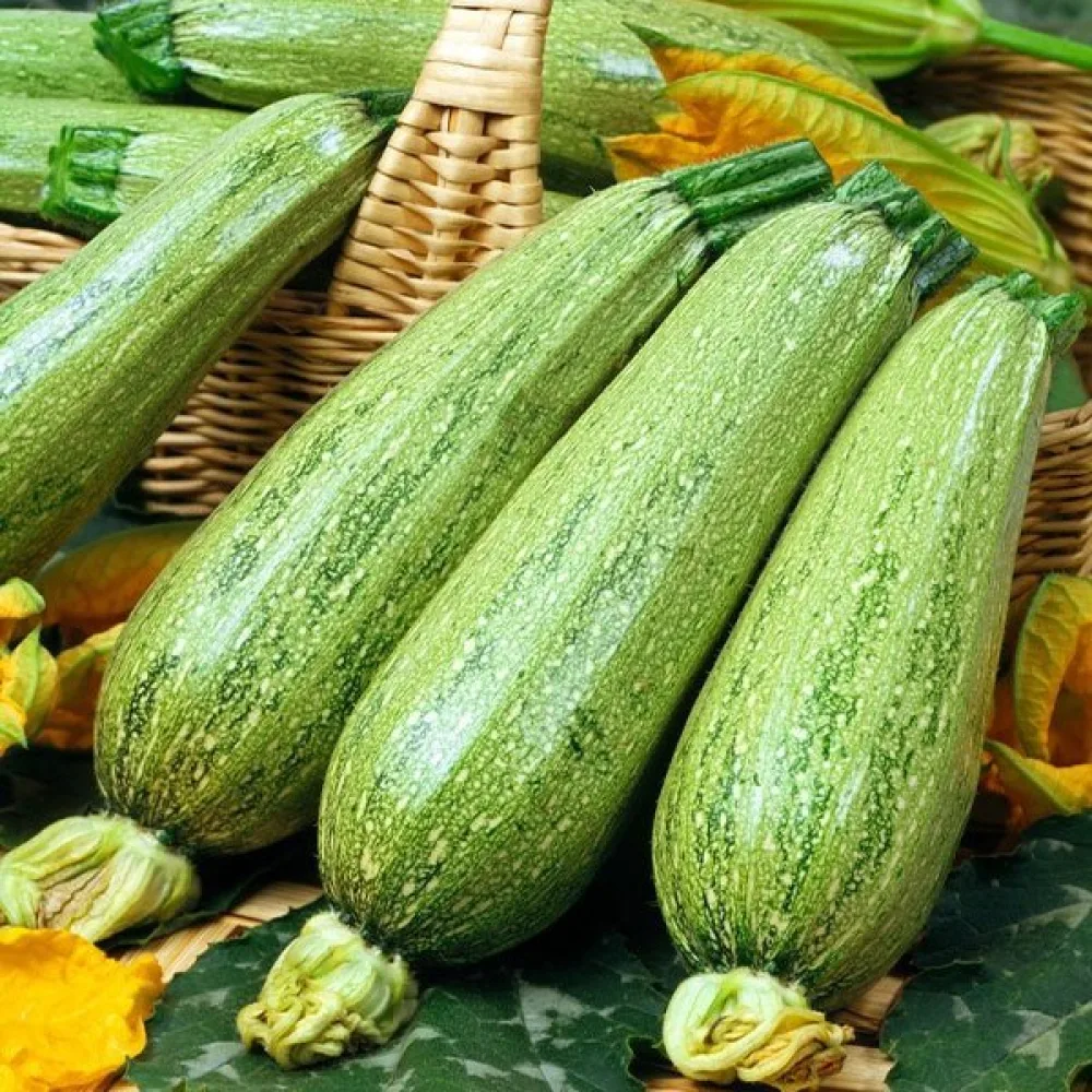 Zucchini 'Nimba'