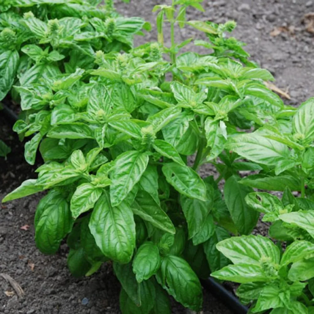 Basilika 'Lettuce Leaf' – för mikrogrönt