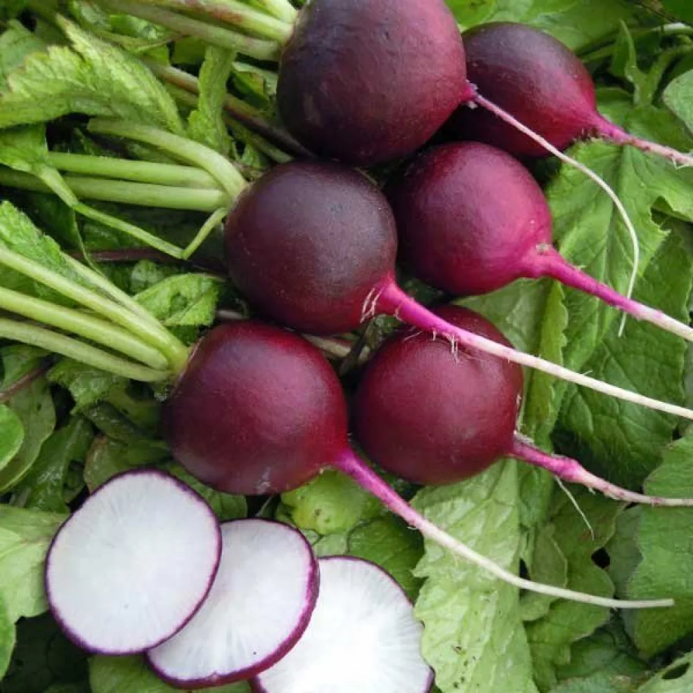 Rädisa 'Malaga'