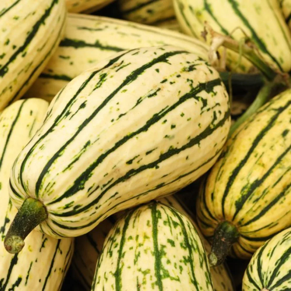 Pumpa 'Delicata' gräddvit
