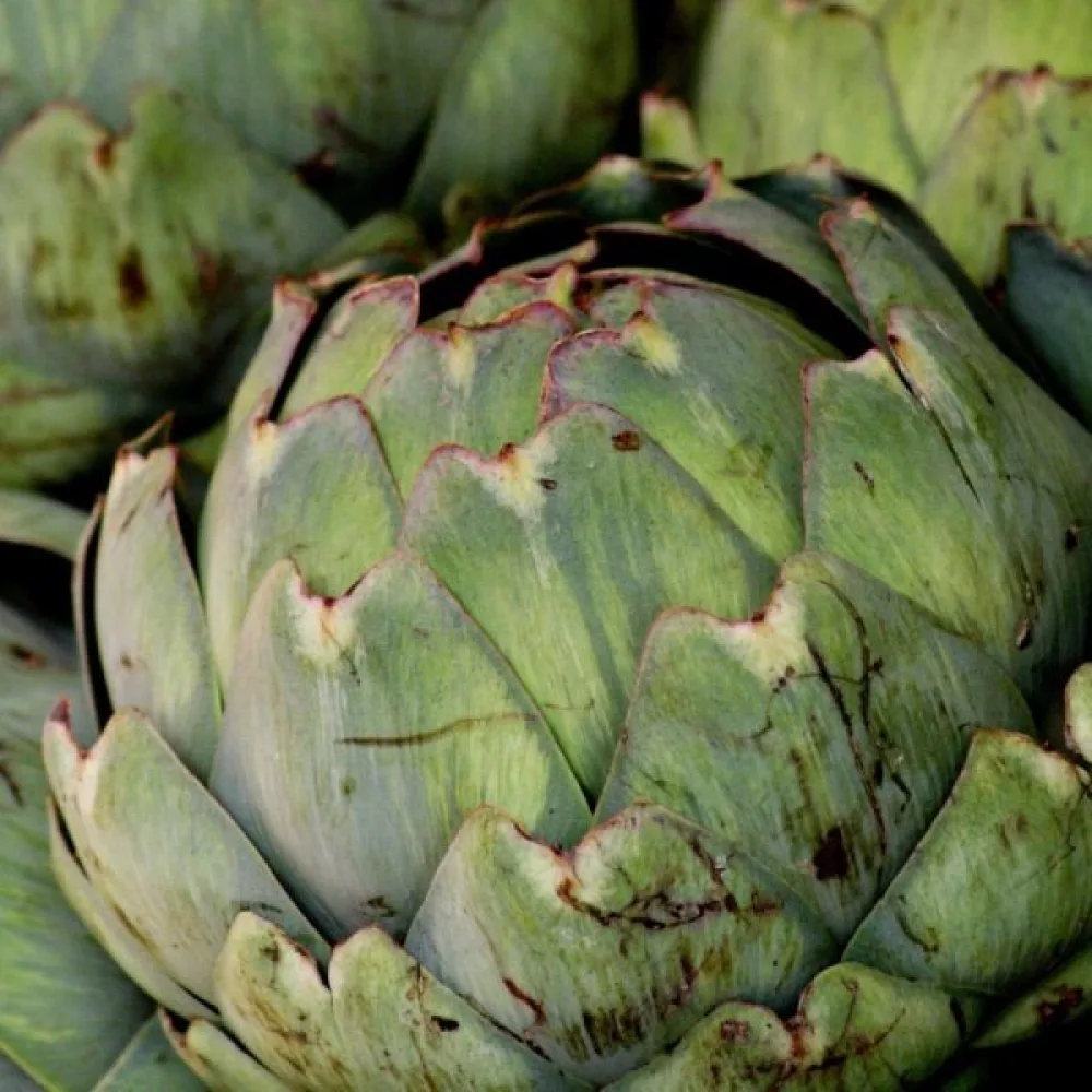 Kronärtskocka 'Gros Vert de Laon'