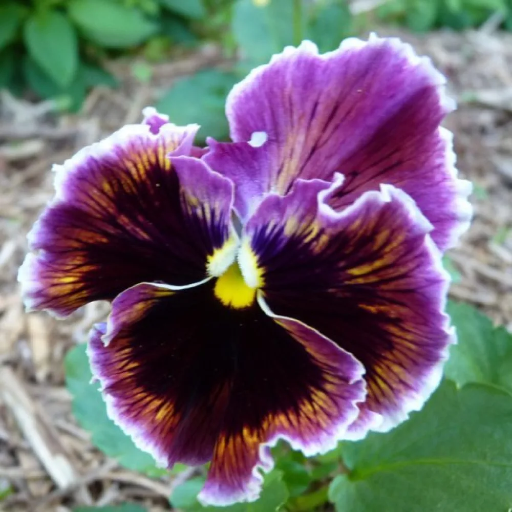 Pensé 'Germania Rococo' (blandning)