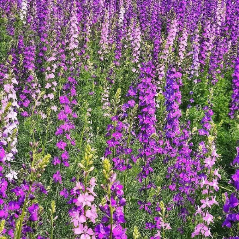 Sommarriddarsporre 'Giant Imperial' – mix