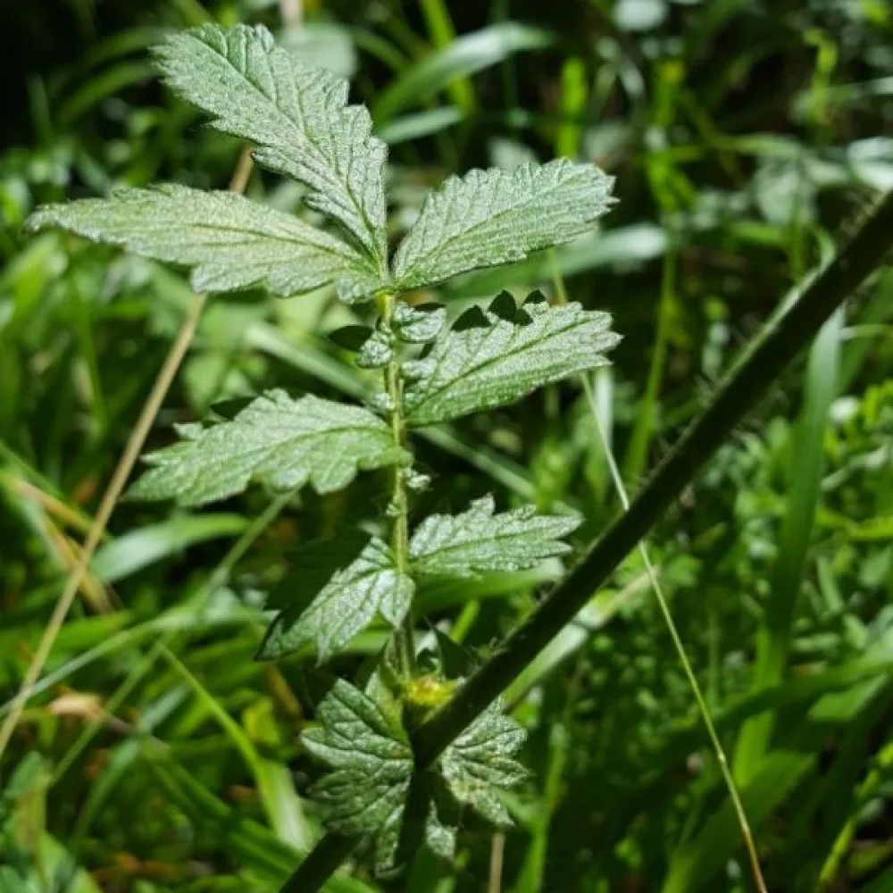 Småborre Agrimonia eupatoria