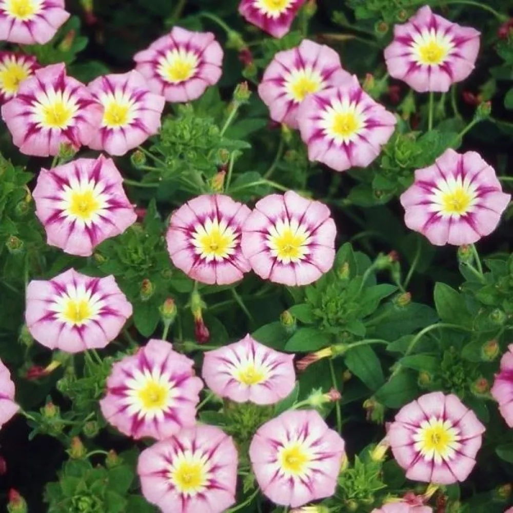 Praktvinda 'Rose Ensign'