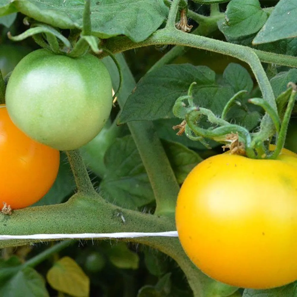 Körsbärstomat 'Yellow Perfection'