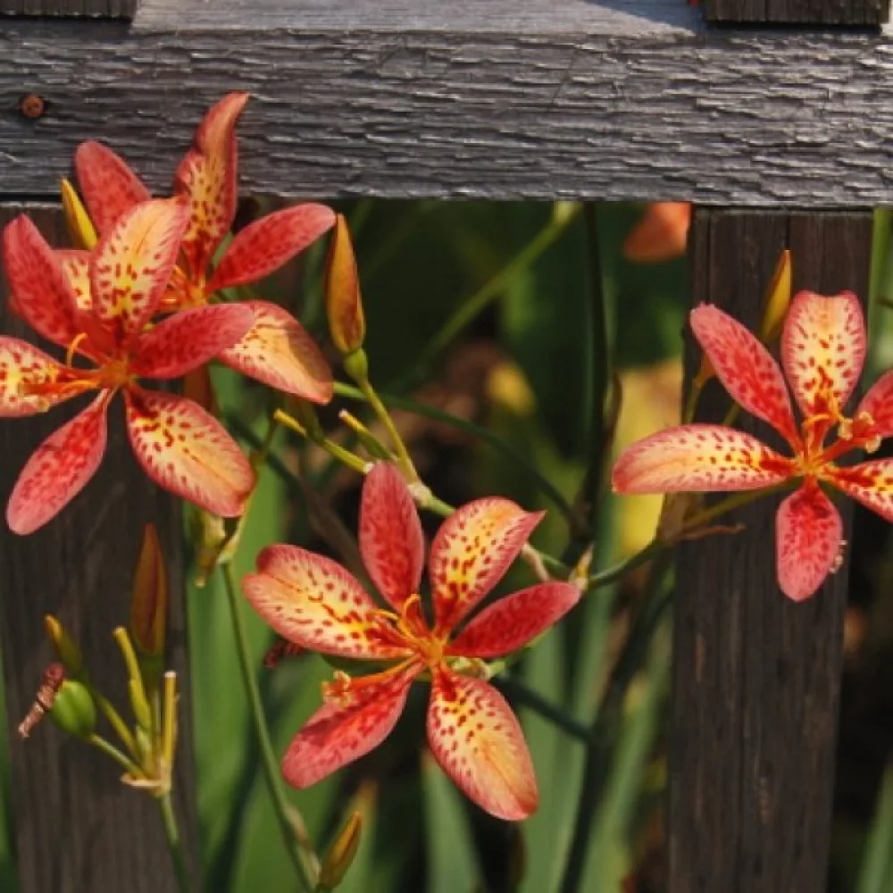 Pardancanda × norrisii – mix