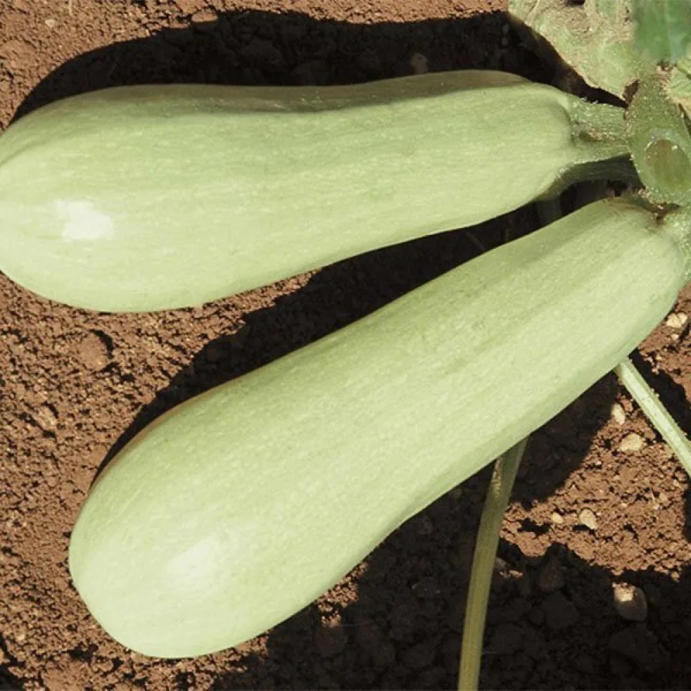 Zucchini 'Lungo Bianco di Sicilia'