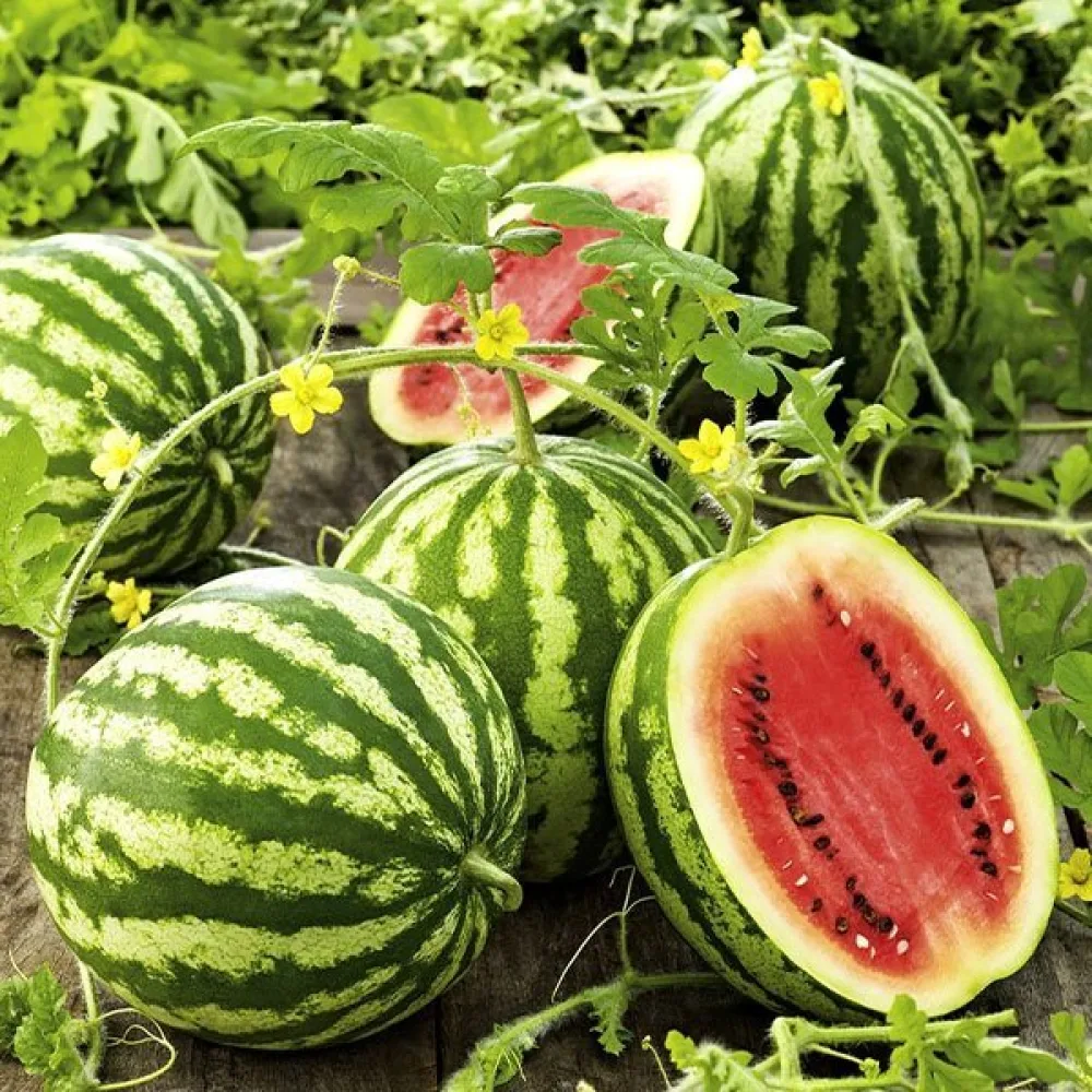 Vattenmelon – blandning av sorter