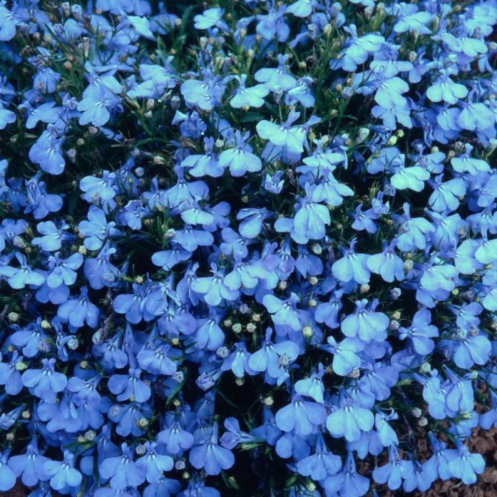 Kantlobelia 'Cambridge Blue'