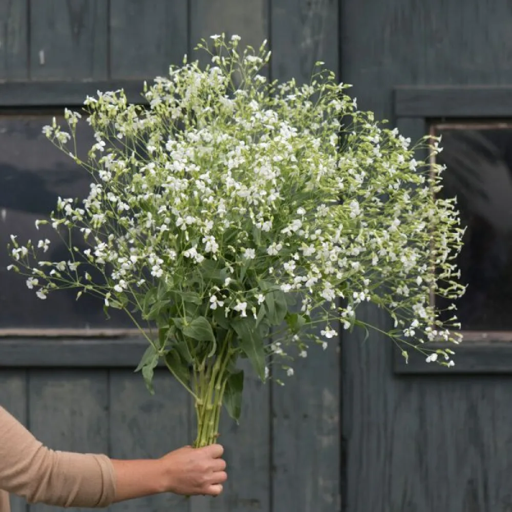 Kovete 'White Beauty'