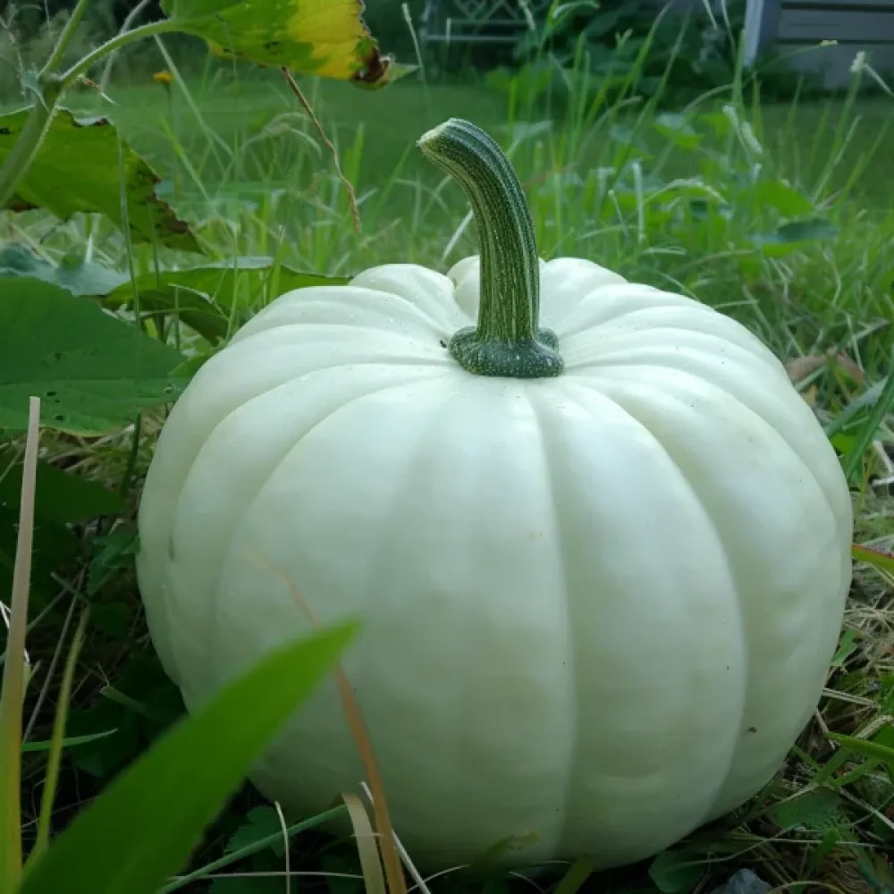 Pumpa 'Lumina'