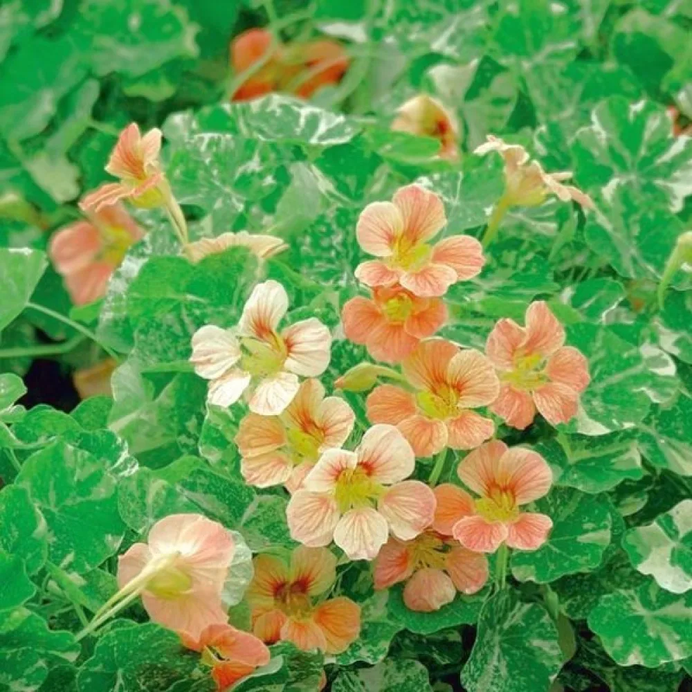 Krasse 'Alaska Salmon Orange'