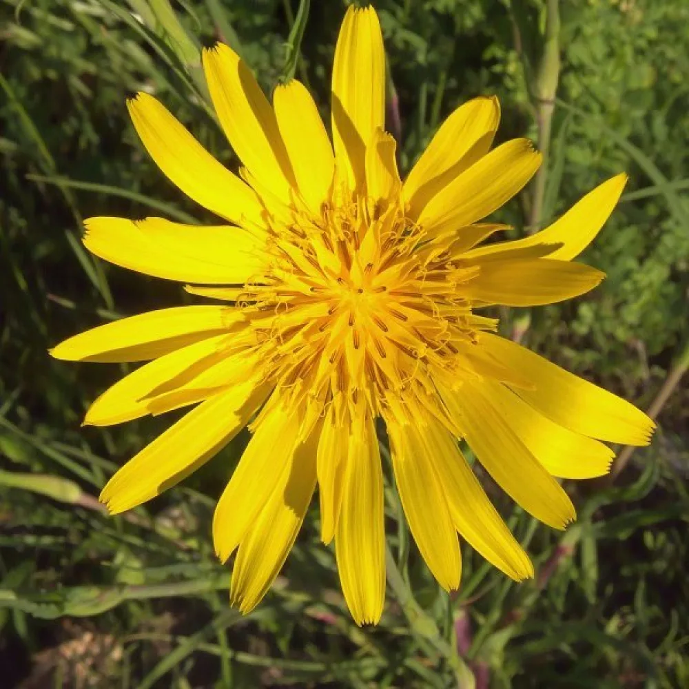 Ängshaverrot Tragopogon pratensis