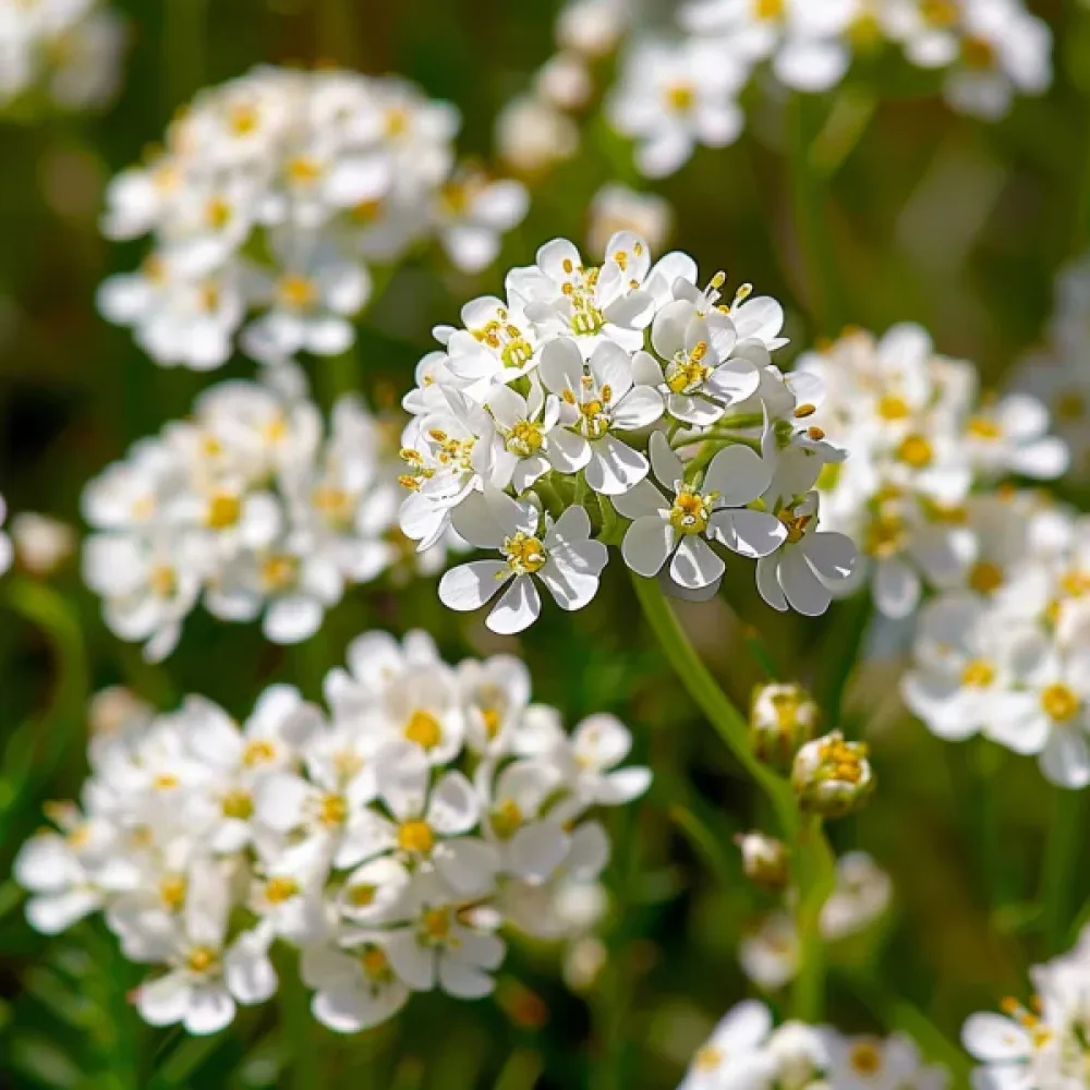 Iberis 'White Flash'