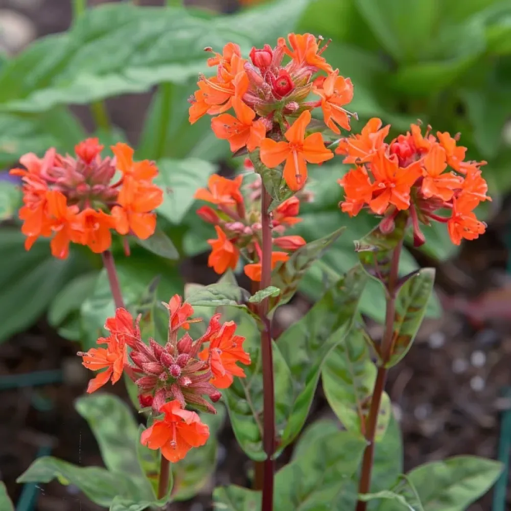 Lychnis 'Vesuvius' röd