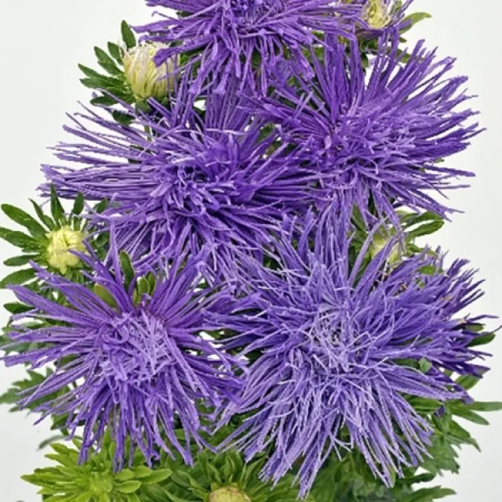 Sommaraster 'Giant Ray' – blå