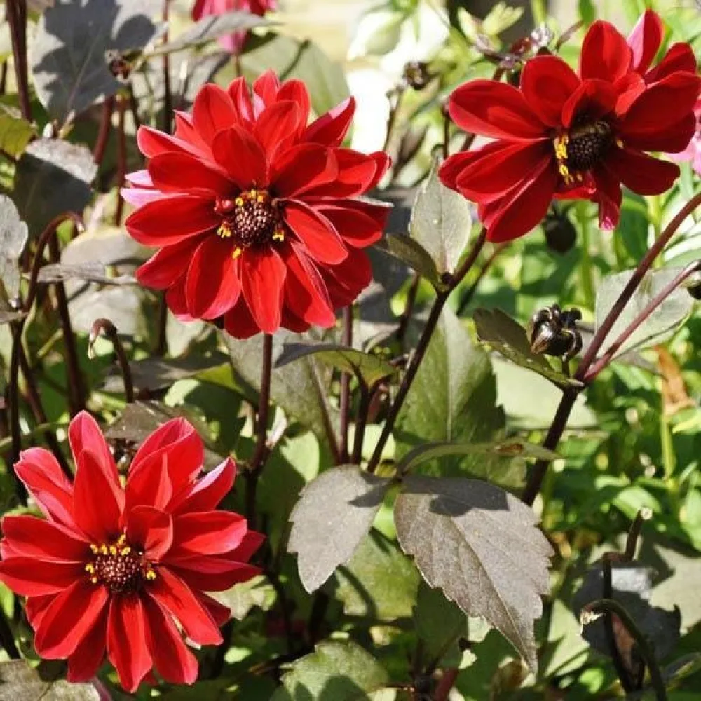 Lågväxande dahlia 'Redskin' – blandning