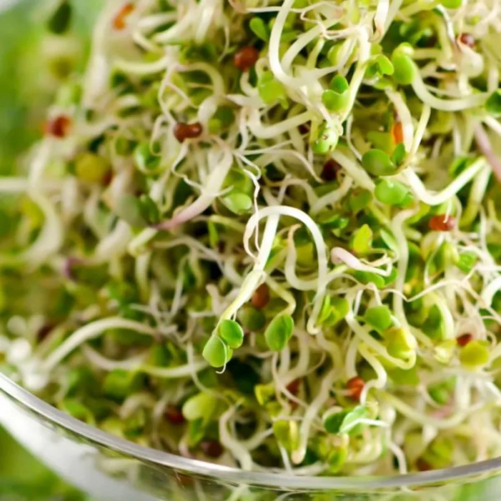 Broccoli 'Green Calabrese' för groddar