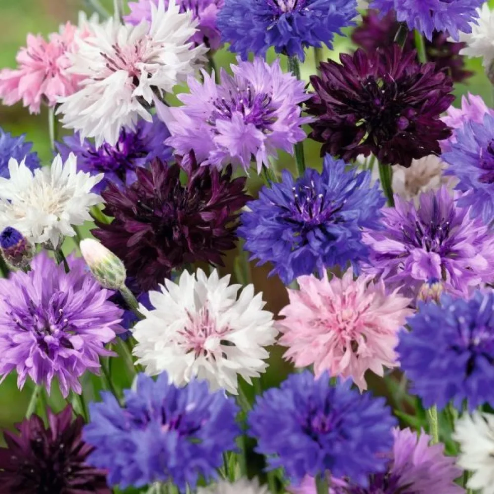 Blåklint Centaurea cyanus, tidig, mix