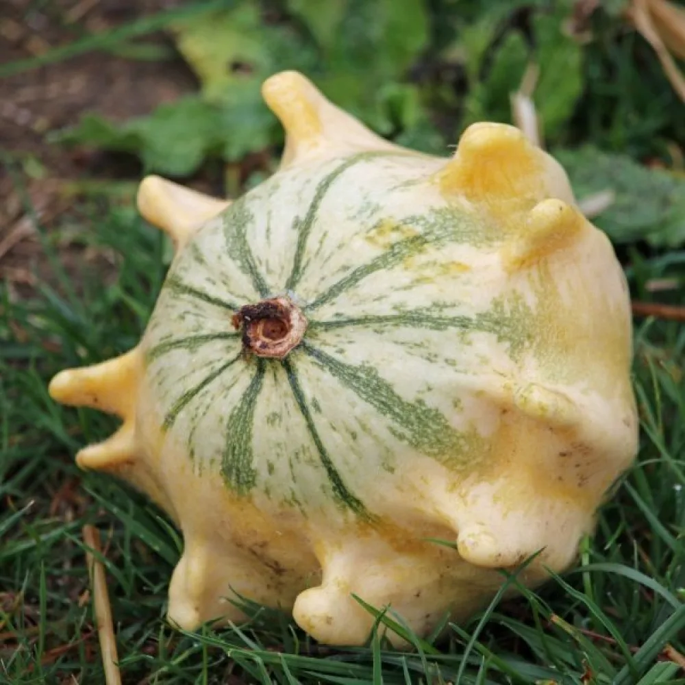 Pumpa 'Shenot Crowns of Thorns'