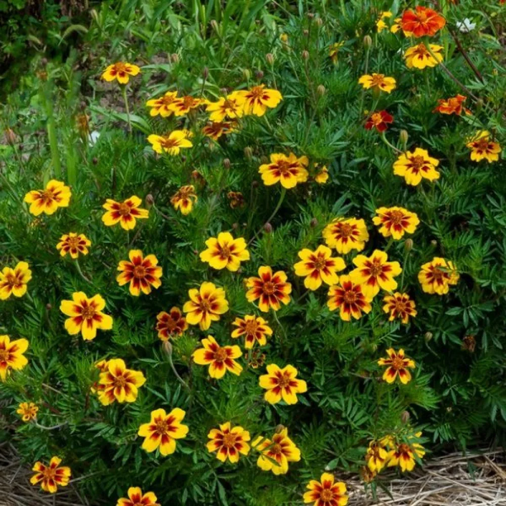 Fransk tagetes 'Legion of Honour'